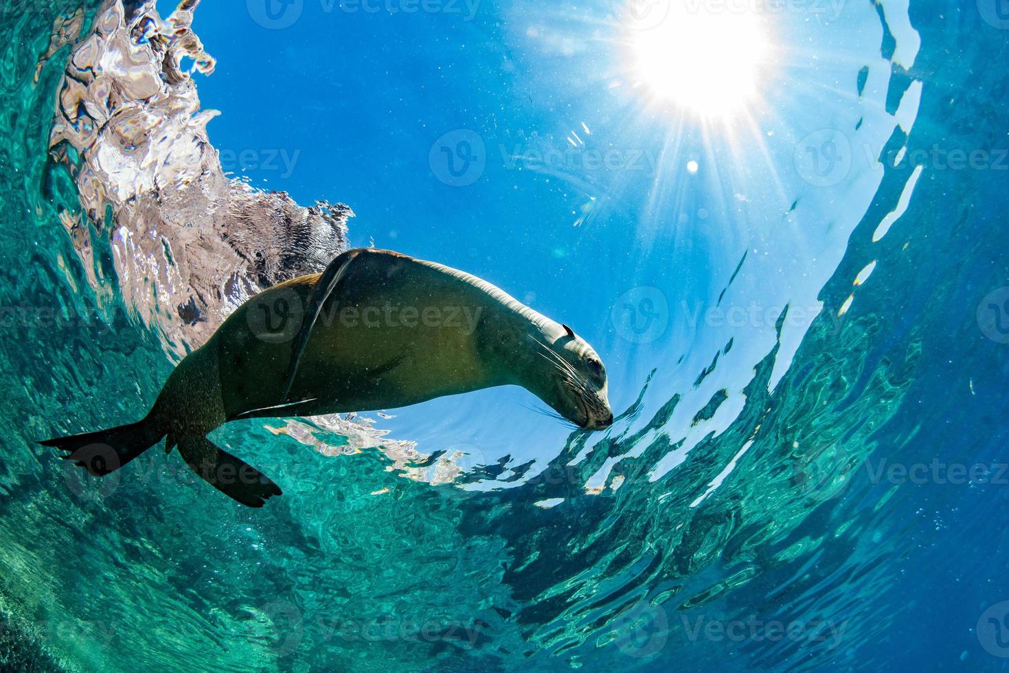 sea lion seal underwater while diving galapagos 17239341 Stock Photo at