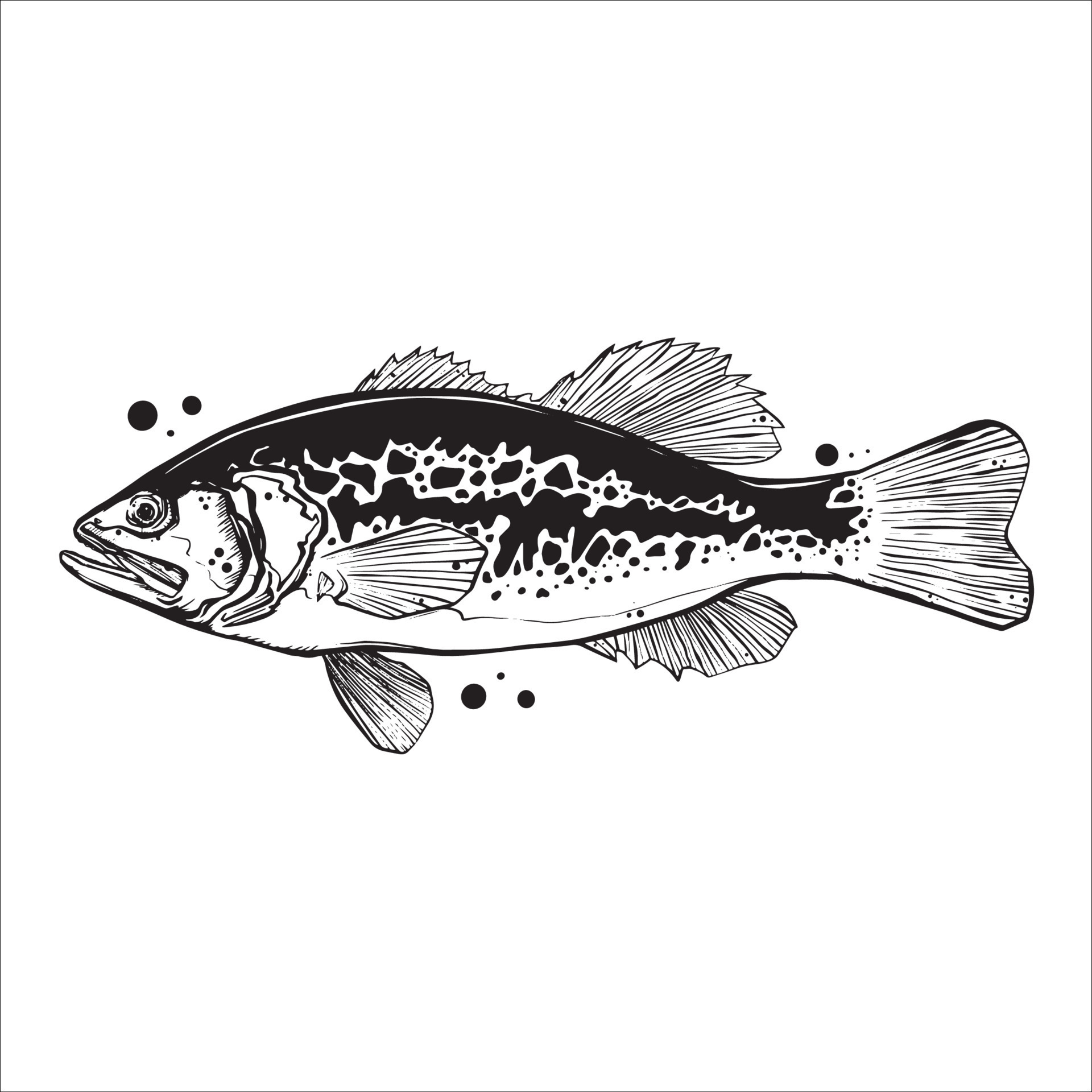 Bass fish line drawing style on white background. Design element for