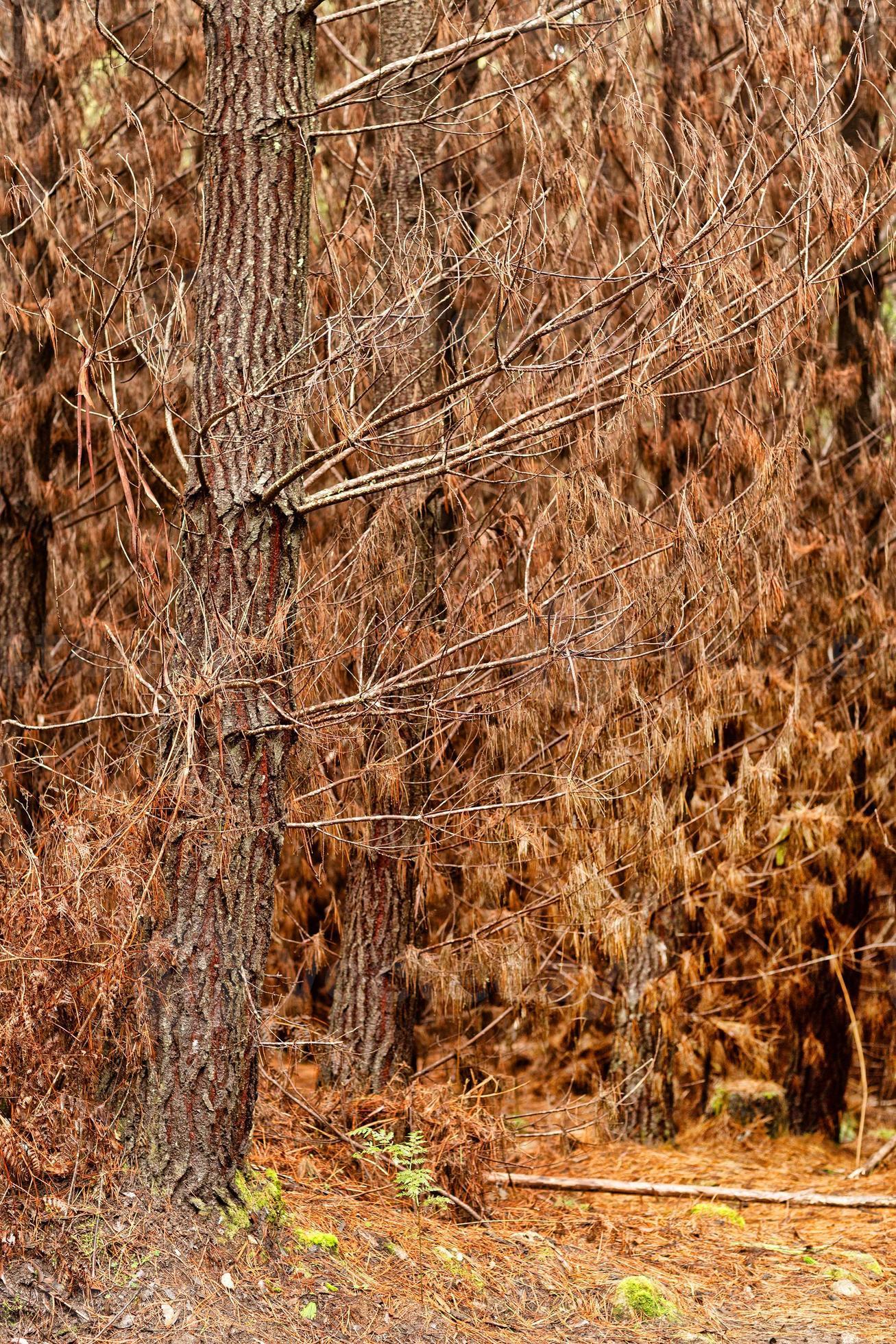 View of dead pine trees in a plantation forest 17242132 Stock Photo at