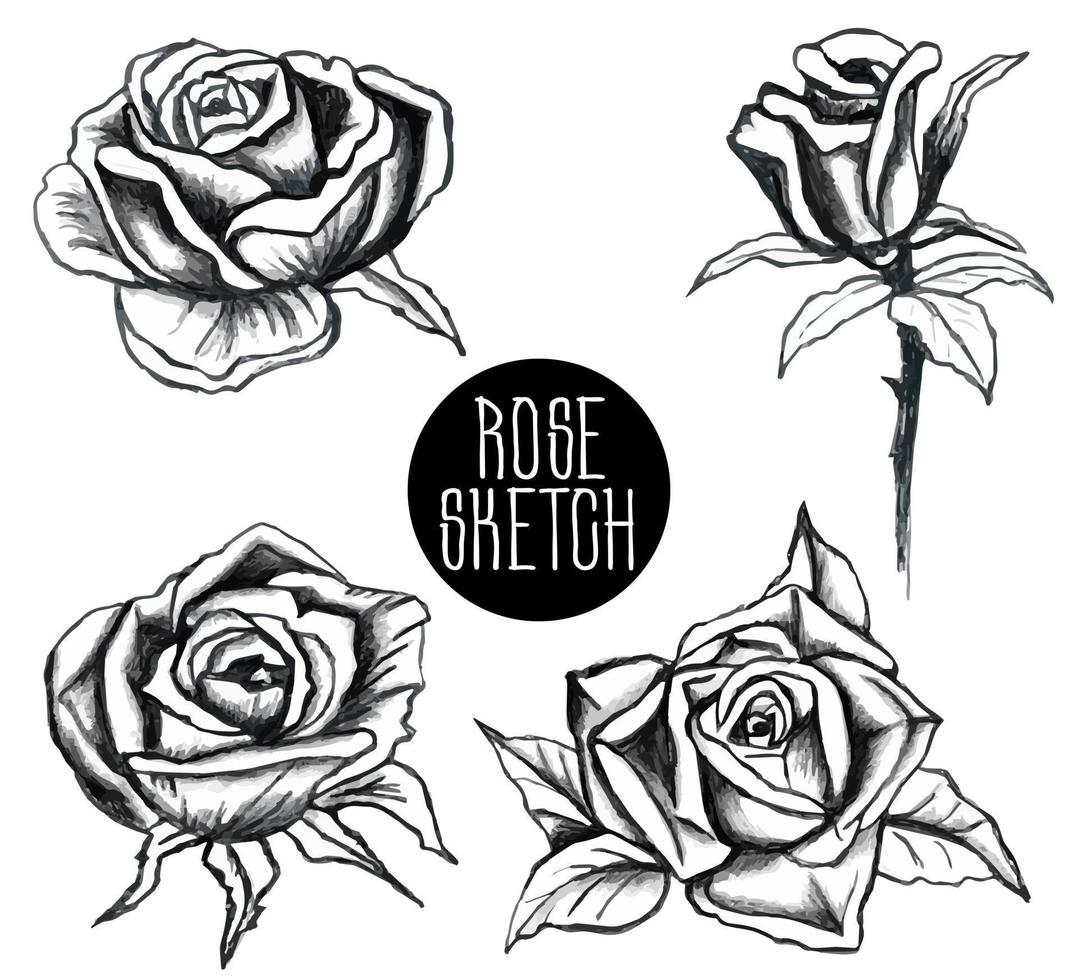 sketch of the garden rose. set of flowers, buds, leaves and stems. Hand drawn open and unopened rosebuds. Black and white rose flower. Vintage Botanical doodle. vector