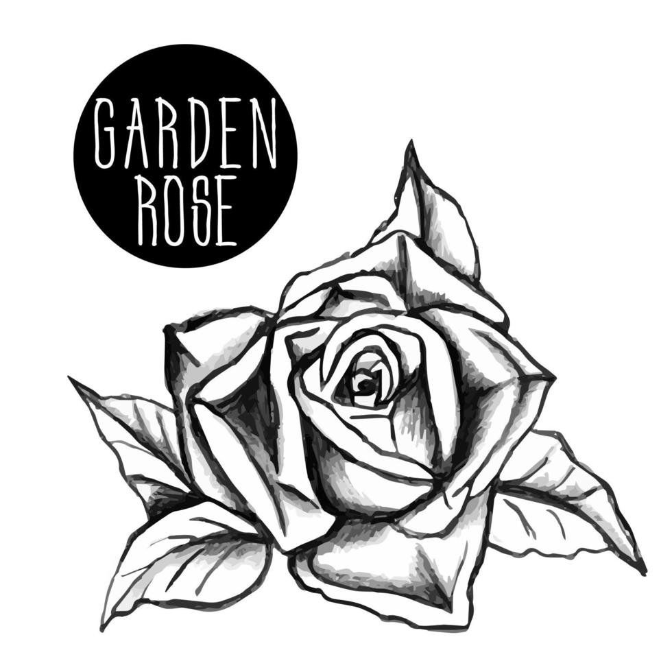 sketch of garden rose bud. Hand drawn open and unopened rosebuds. Black and white rose vector