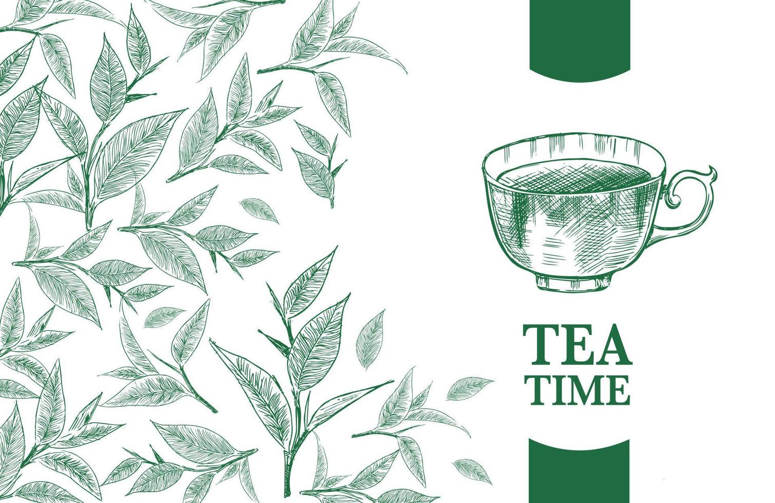 Green tea leaves. Hand drawn, vector. vector