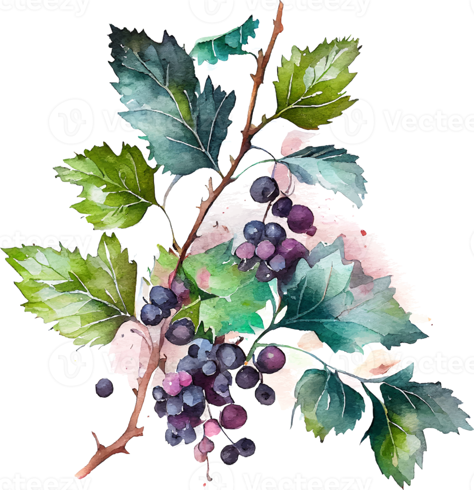 Cute Watercolor Branch of Black Currant png