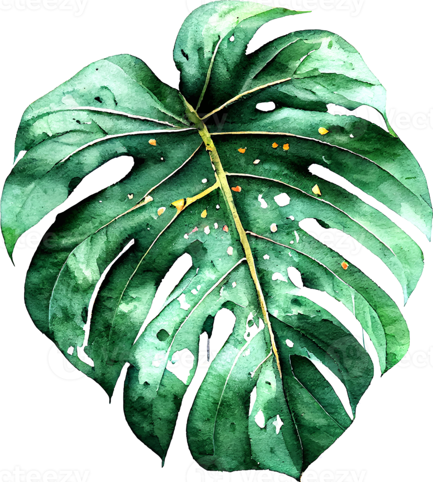 Green Watercolor Natural Monstera Leaf png