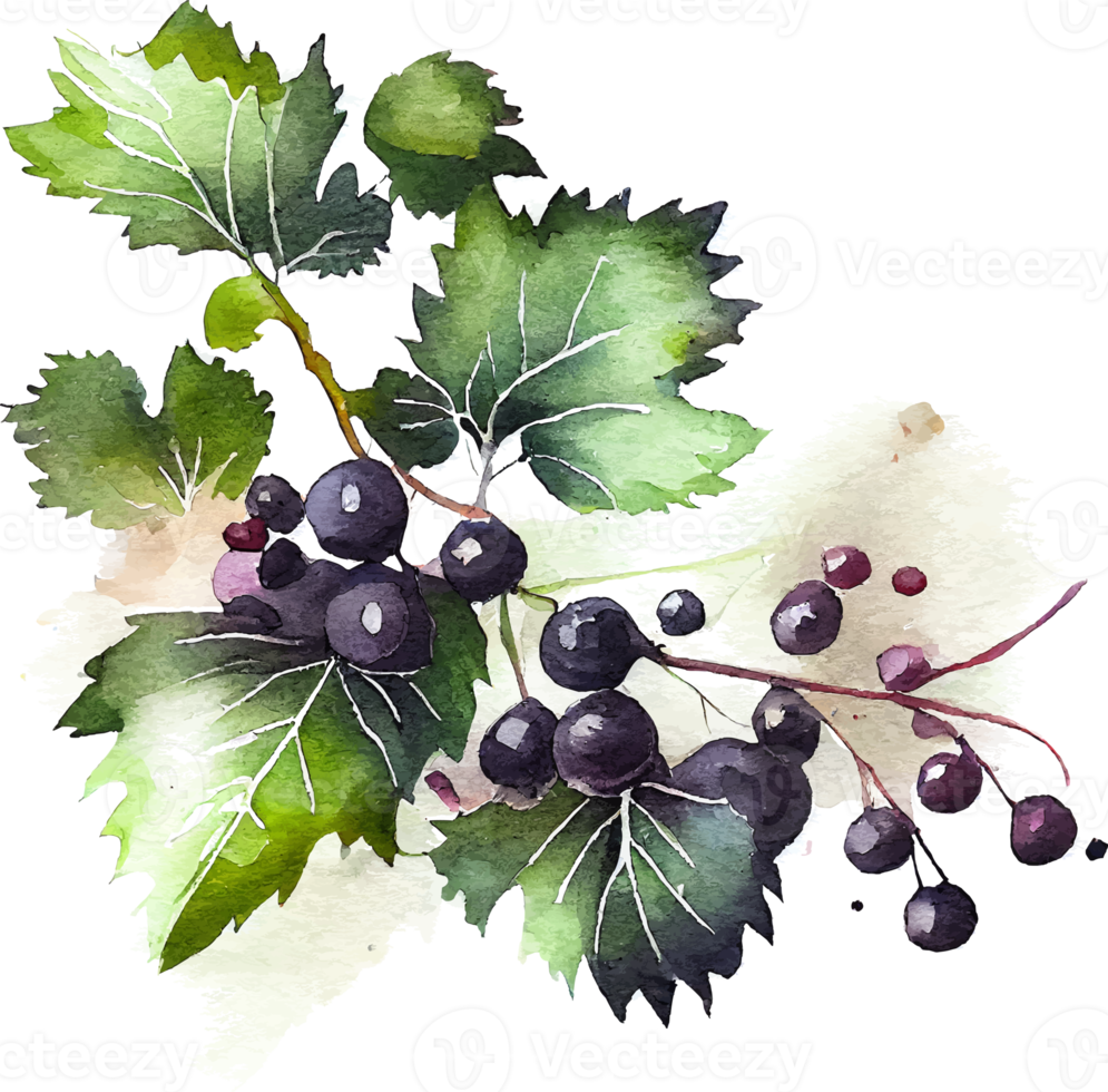 Cute Watercolor Branch of Black Currant png