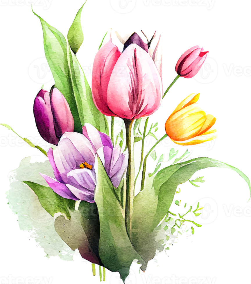 Cute watercolor tulip spring flowers bouquet png