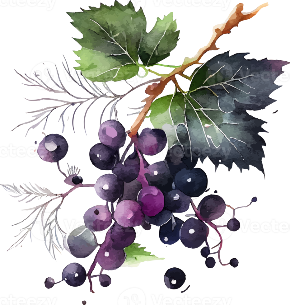 Cute Watercolor Branch of Black Currant png