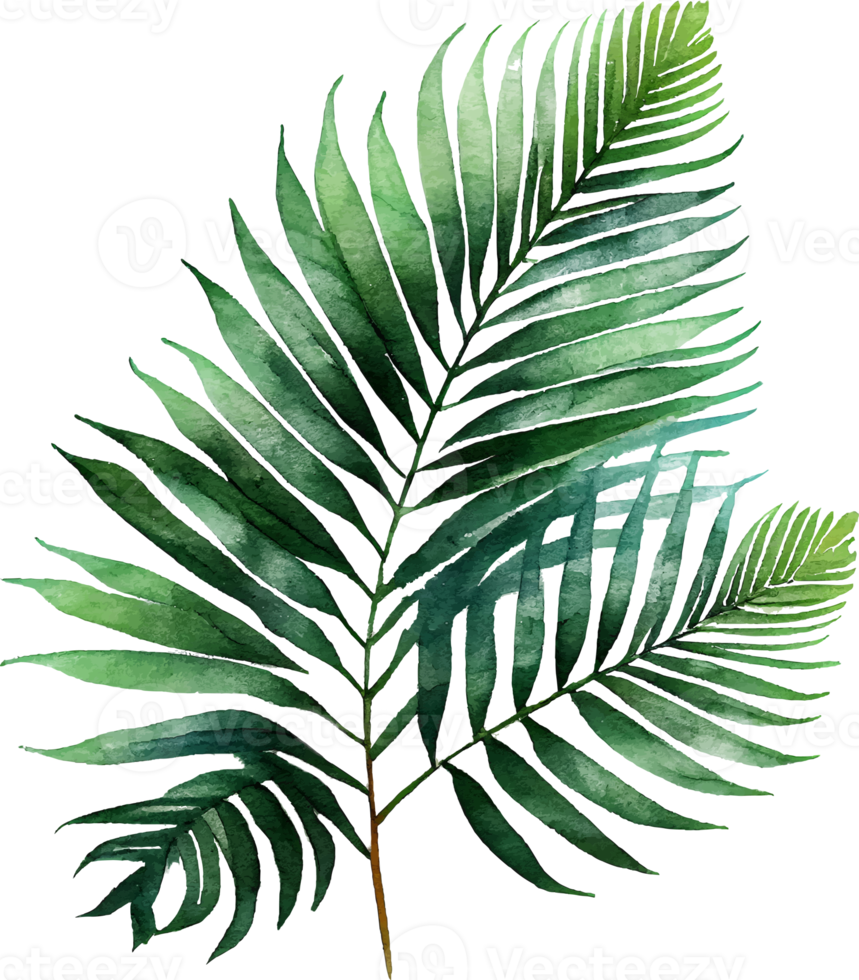 grön naturlig vattenfärg handflatan tropisk blad png