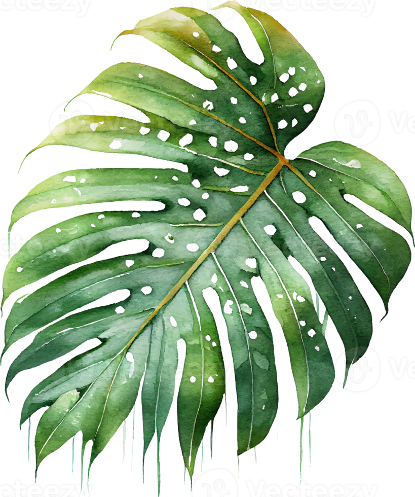folha de monstera aquarela verde natural png