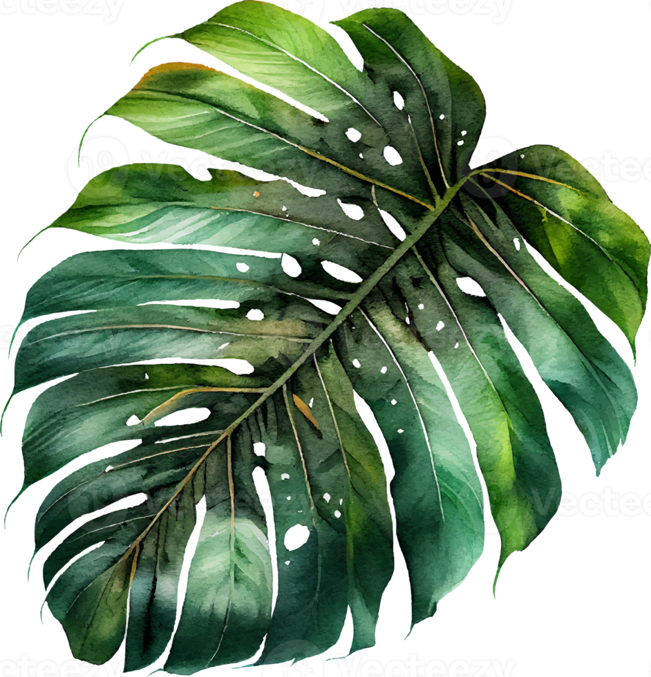 Green natural Watercolor Monstera Leaf png