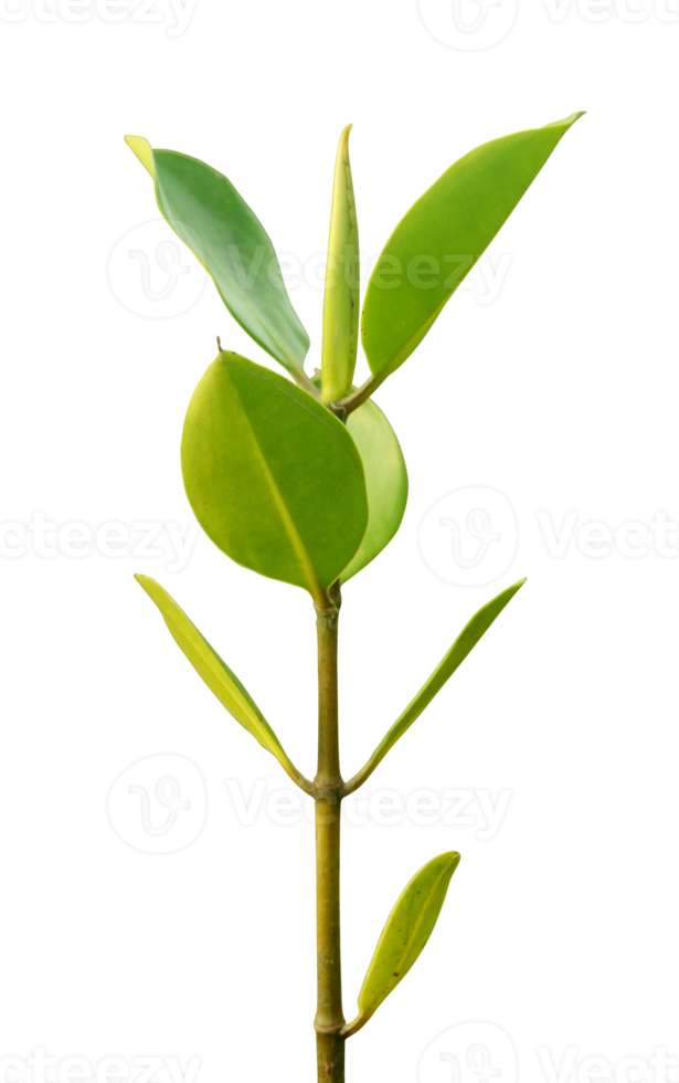 mangrovia seme per pianta isolato con trasparente sfondo png