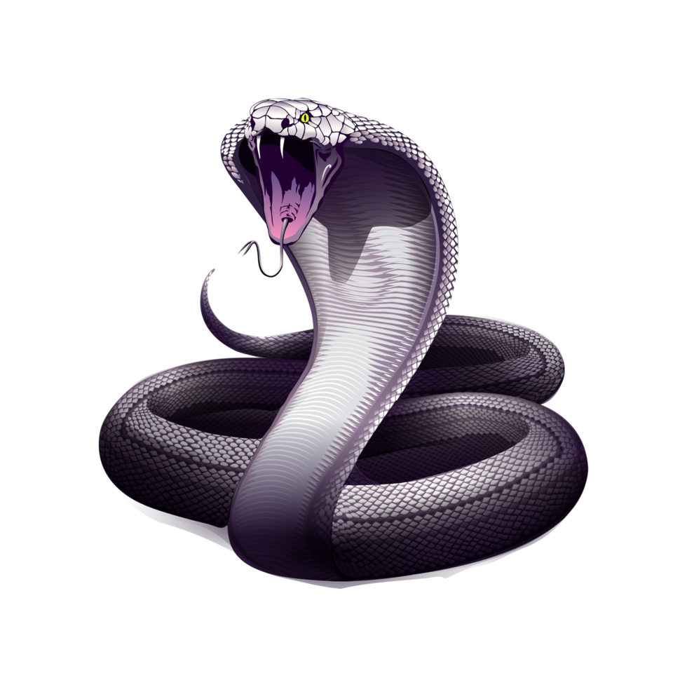 Snake. Cobra. hand drawn illustration of snake. Occult poster, t-shirt print, cover. png