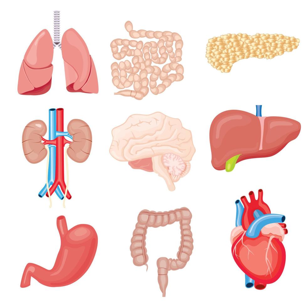 Human Internal Organs Isolated on White. Vector Illustration.