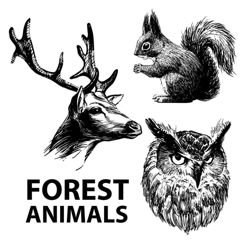conjunto de animales del bosque dibujados con tinta. venado, ardilla y búho. vector