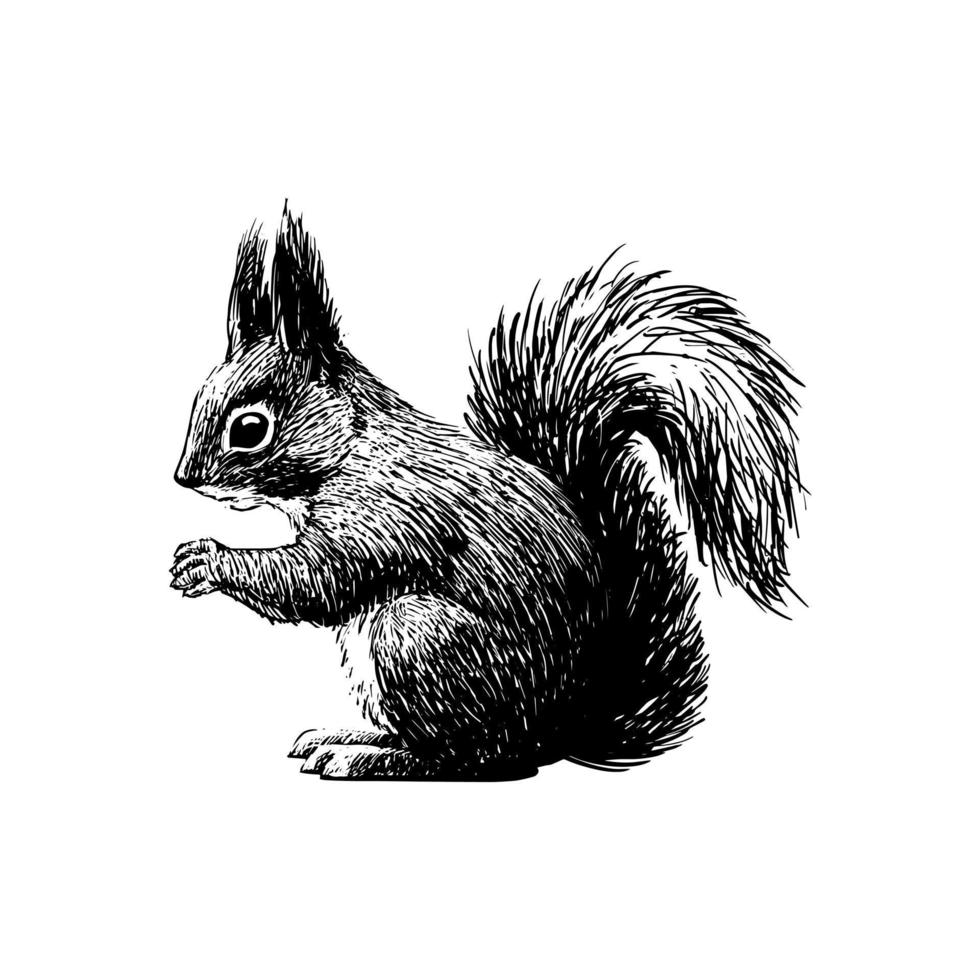 Fluffy squirrel. Graphic ink drawing for print, vintage hipster style. Vector illustration