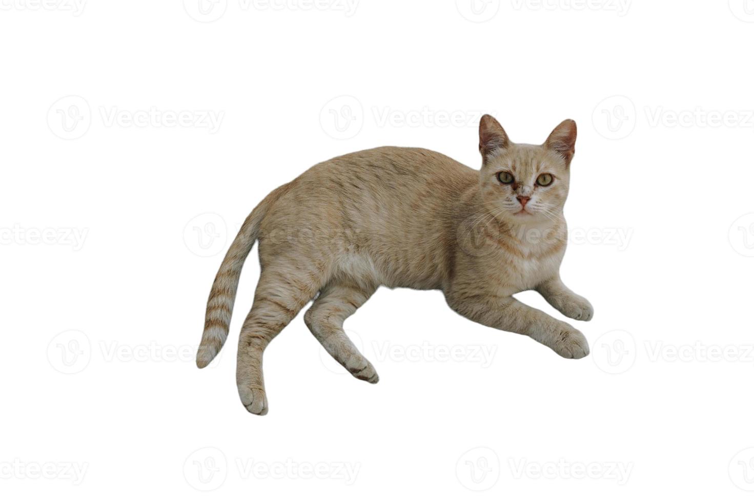 Beautiful and gorgeous cat  with white background. Beautiful cat picture animal pets wild lfie beauty. photo
