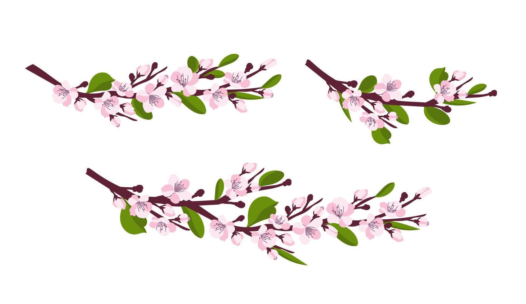 Cherry blossom. A set of branches with cherry blossoms isolated on a white background. Japanese sakura. Vector illustration