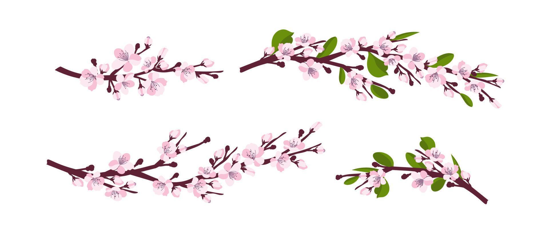 Cherry blossom. A set of branches with cherry blossoms isolated on a white background. Japanese sakura. Vector illustration