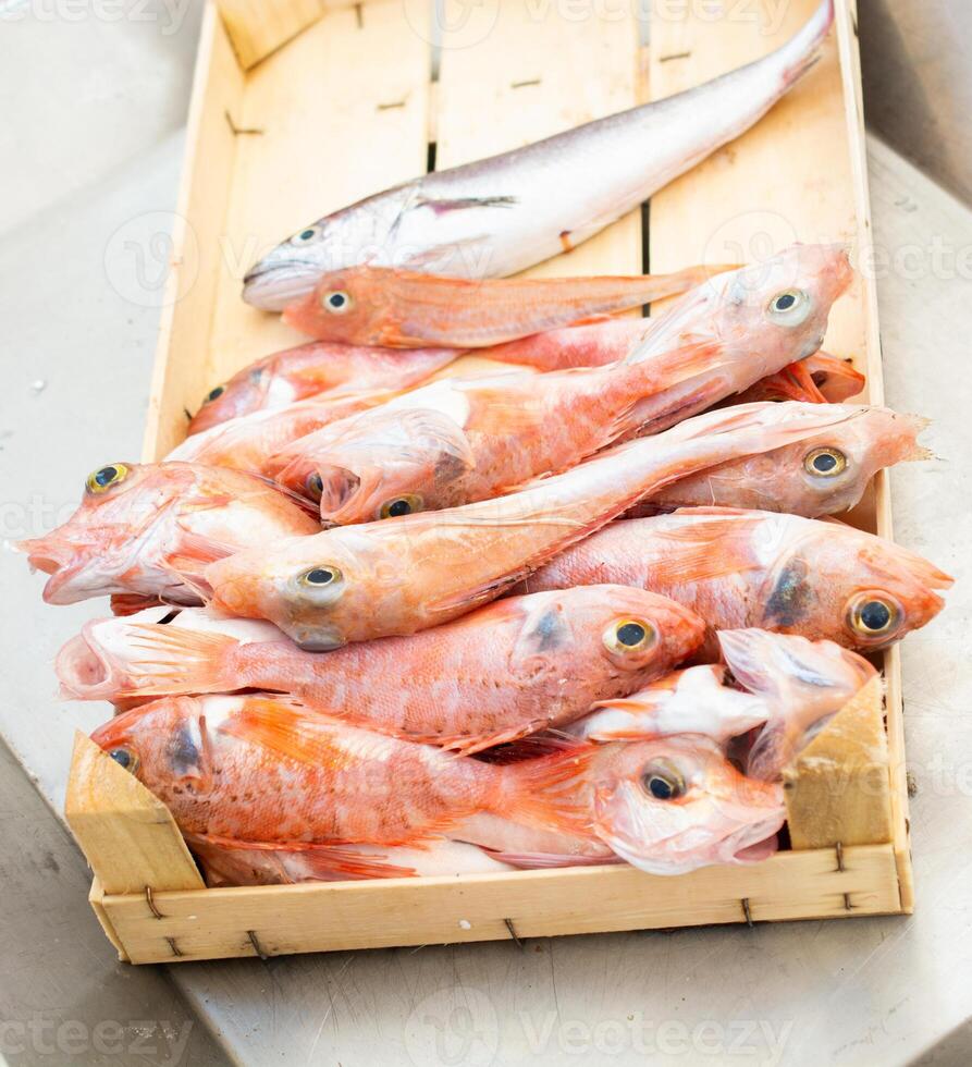 Fresco un pescado congelado hielo en el supermercado 27541498 Foto de stock  en Vecteezy