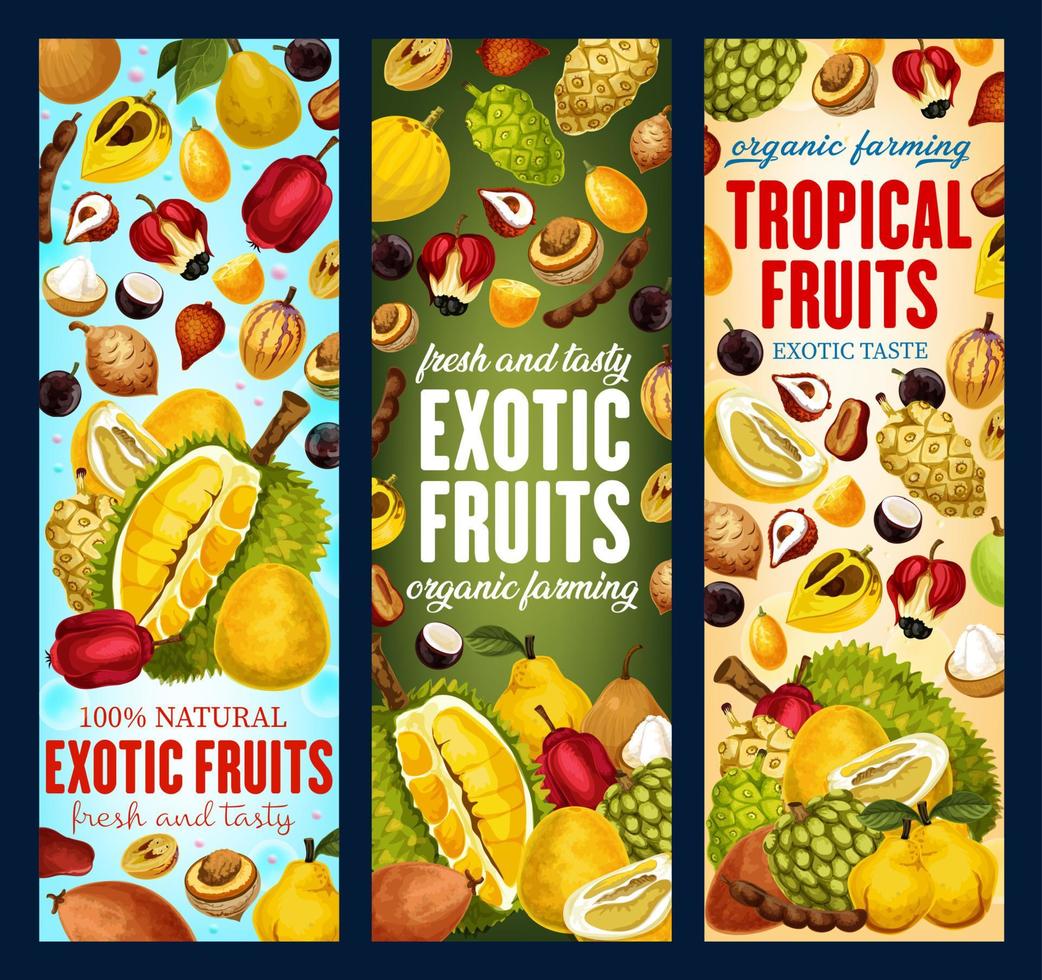 frutas exóticas, cosecha de frutas tropicales orgánicas vector