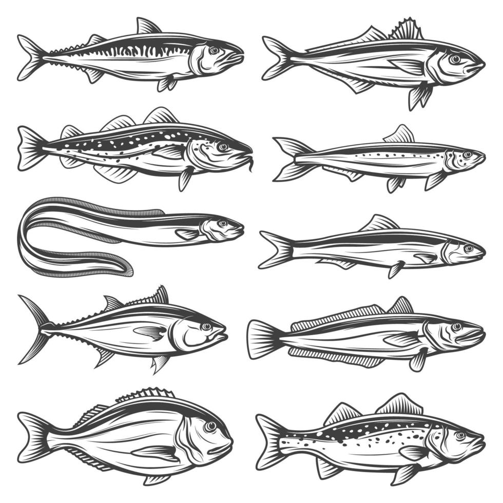Sea animals, ocean fish species outline icons set vector