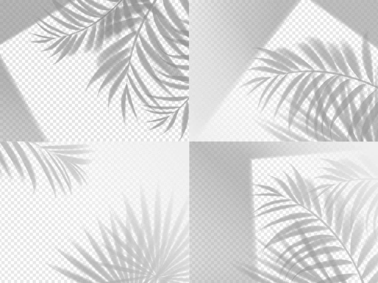 Palm shadow background overlay on transparent vector