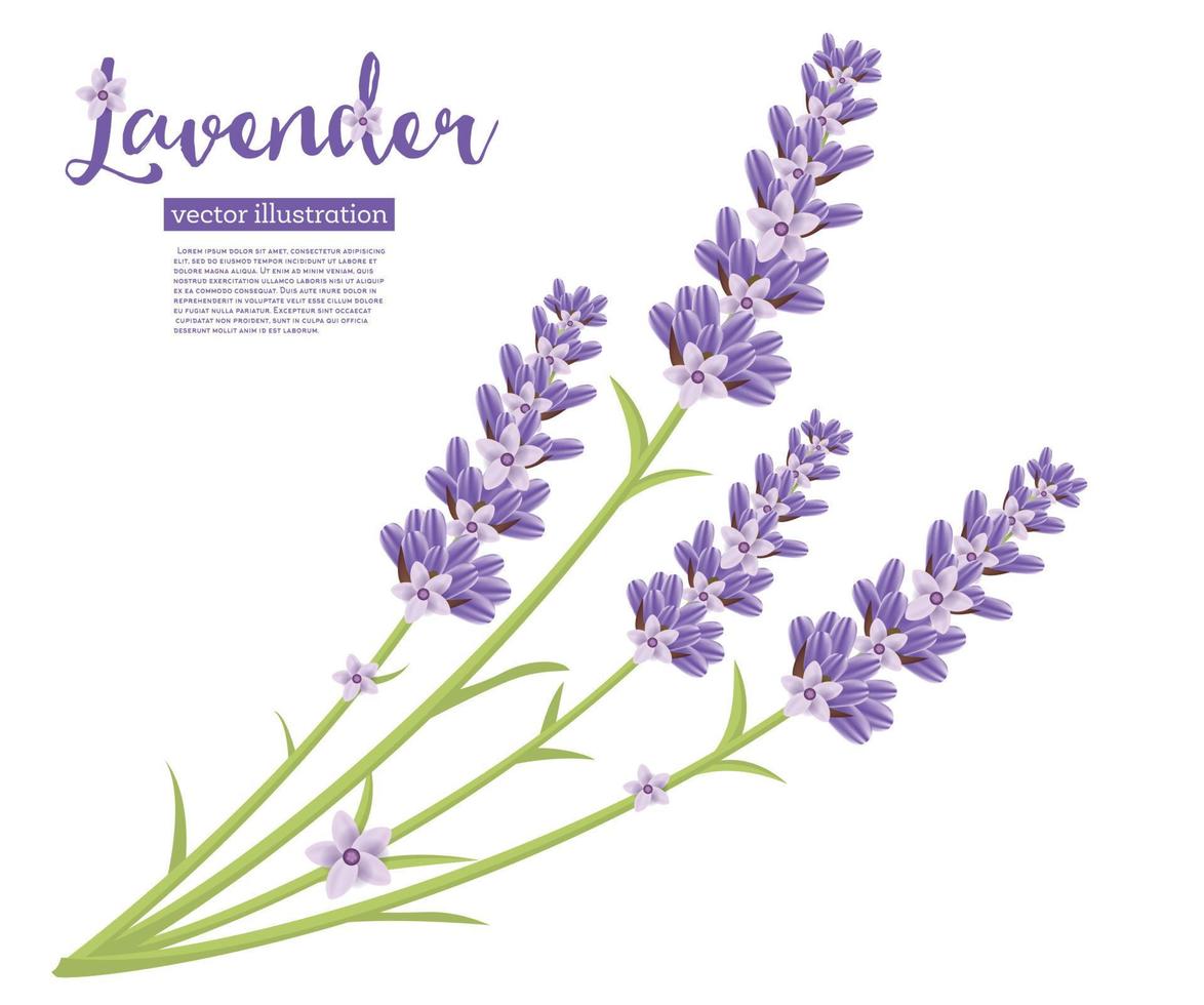 Branch of Lavender Flowers Isolated on White. vector