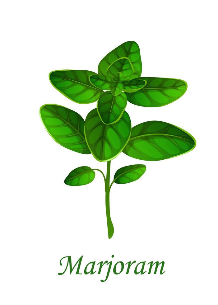 Marjoram herb seasoning, herbal spice flavoring vector