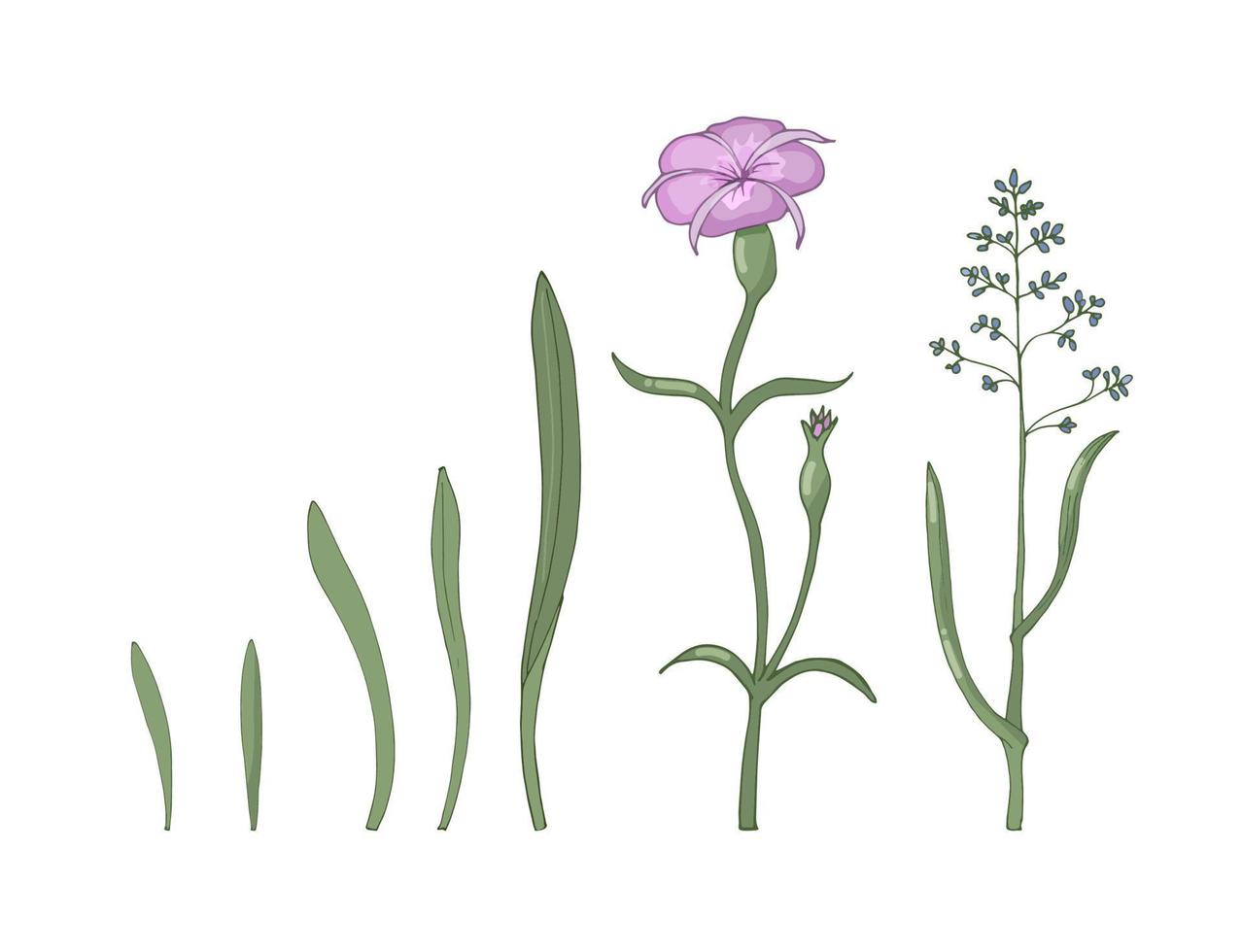 A set of wild flowers and herbs isolated on a white background. Hand-drawn vector illustration.