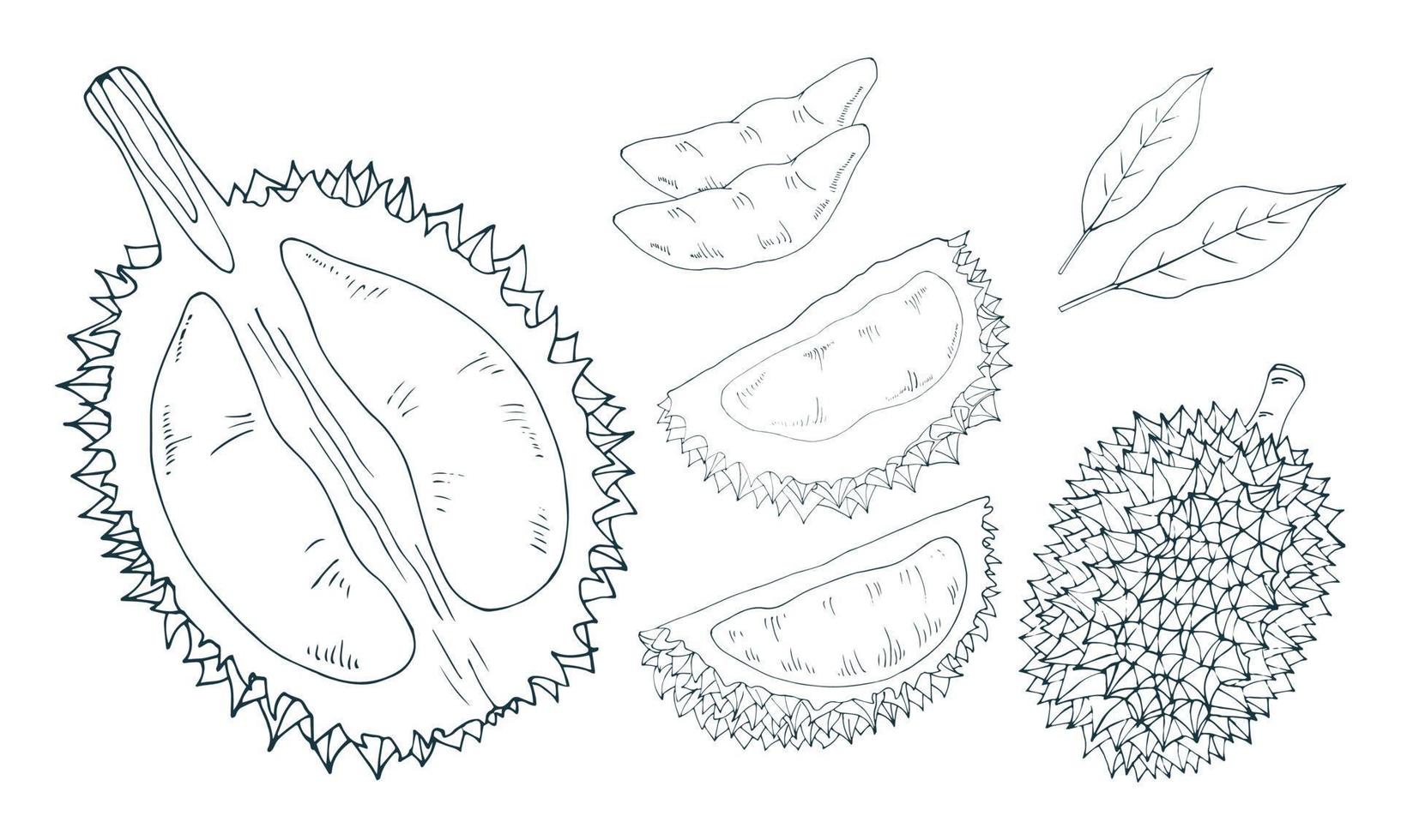 Durian whole, half, pulp, cut. Vector hand-drawn illustration in black and white.