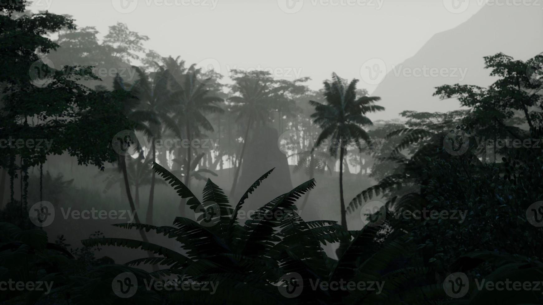 scene looking straight into a dense tropical rain forest photo