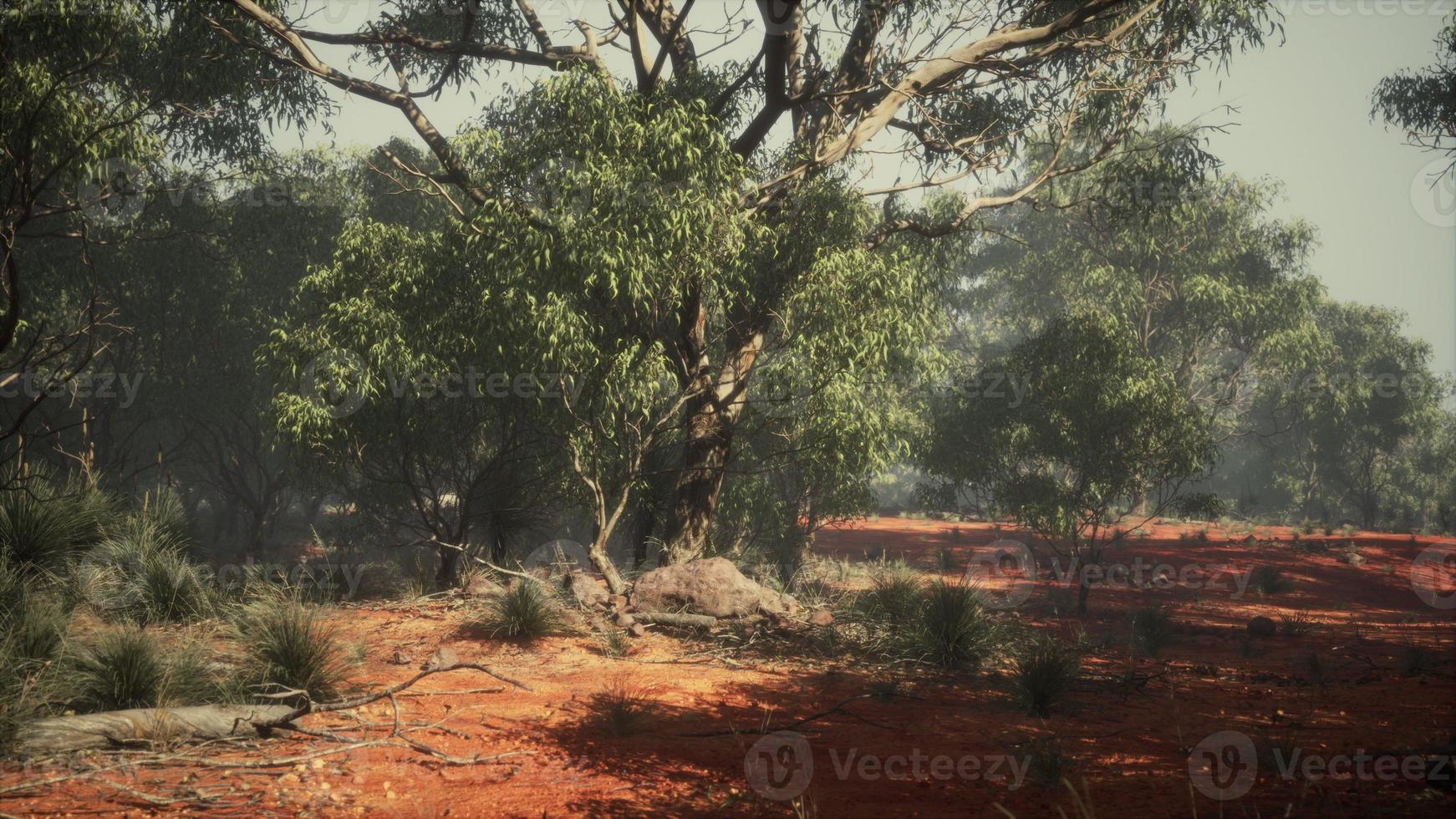 Coastal vegetation with trees and shrubs photo