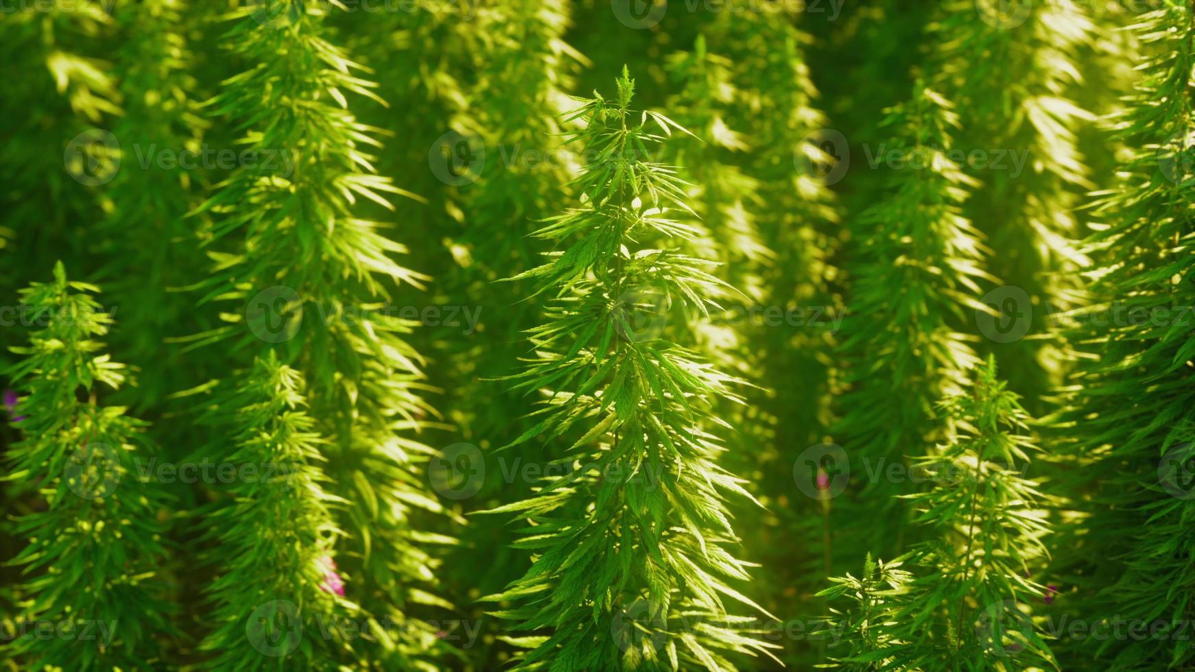 legal hemp field used for textiles in france photo