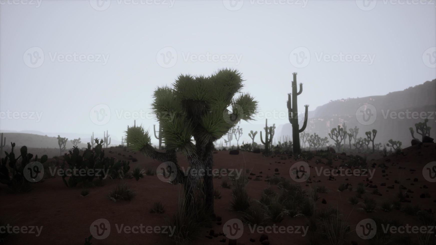 Sunset view of the Arizona desert with Saguaro cacti and mountains photo