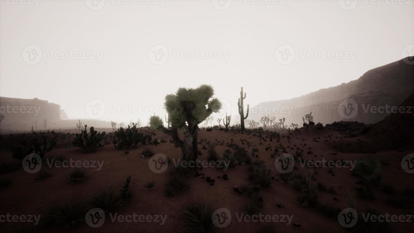 Sunset view of the Arizona desert with Saguaro cacti and mountains photo