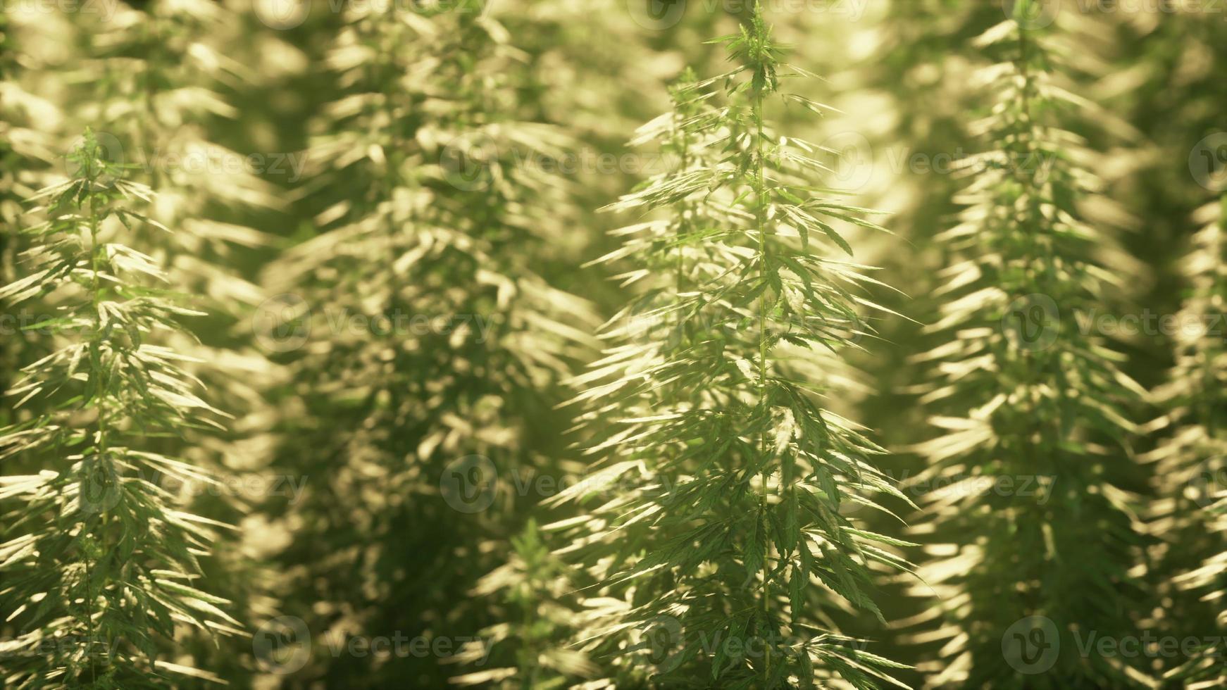 legal hemp field used for textiles in france photo