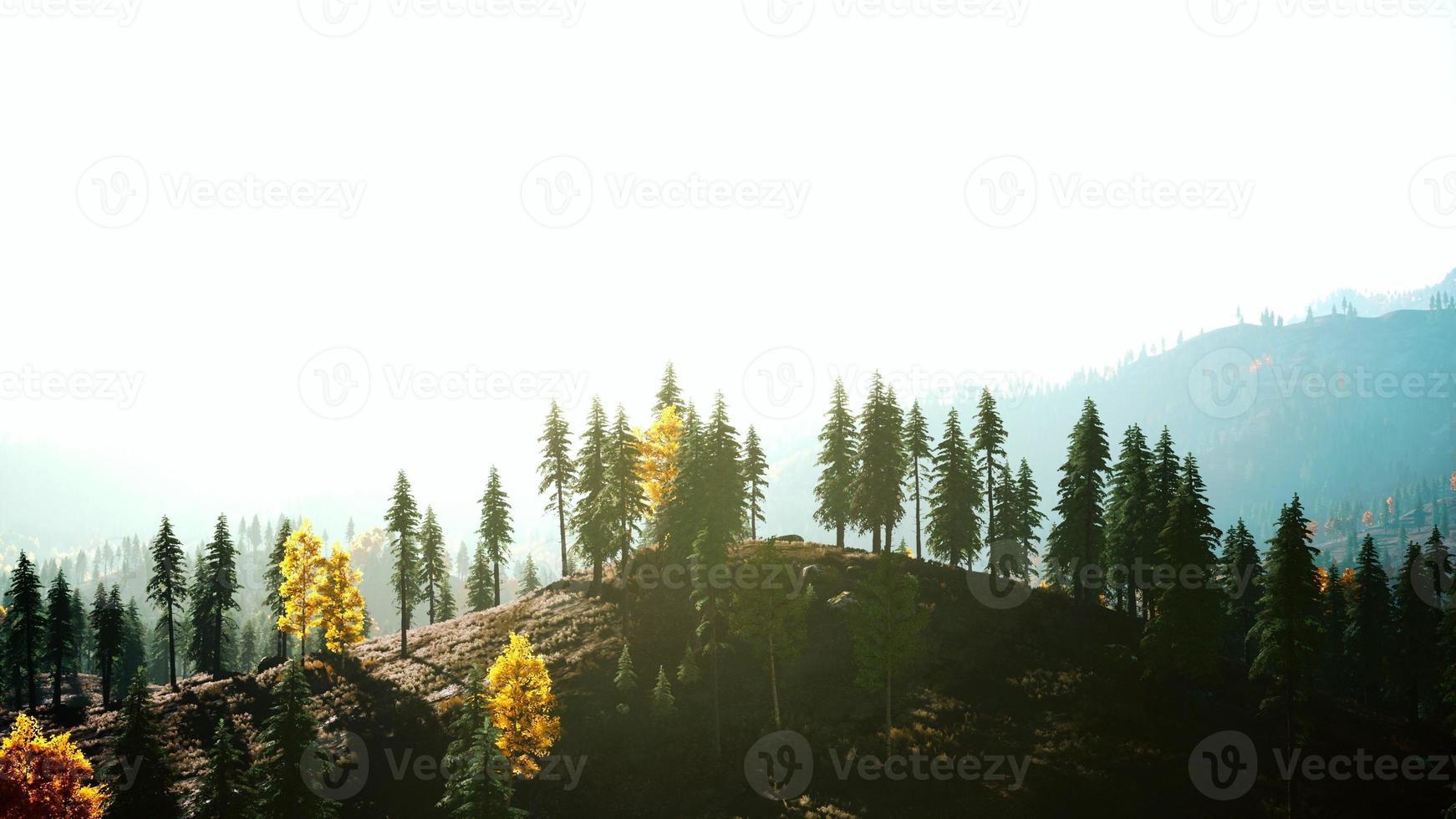 Misty mountain forest landscape in the morning photo