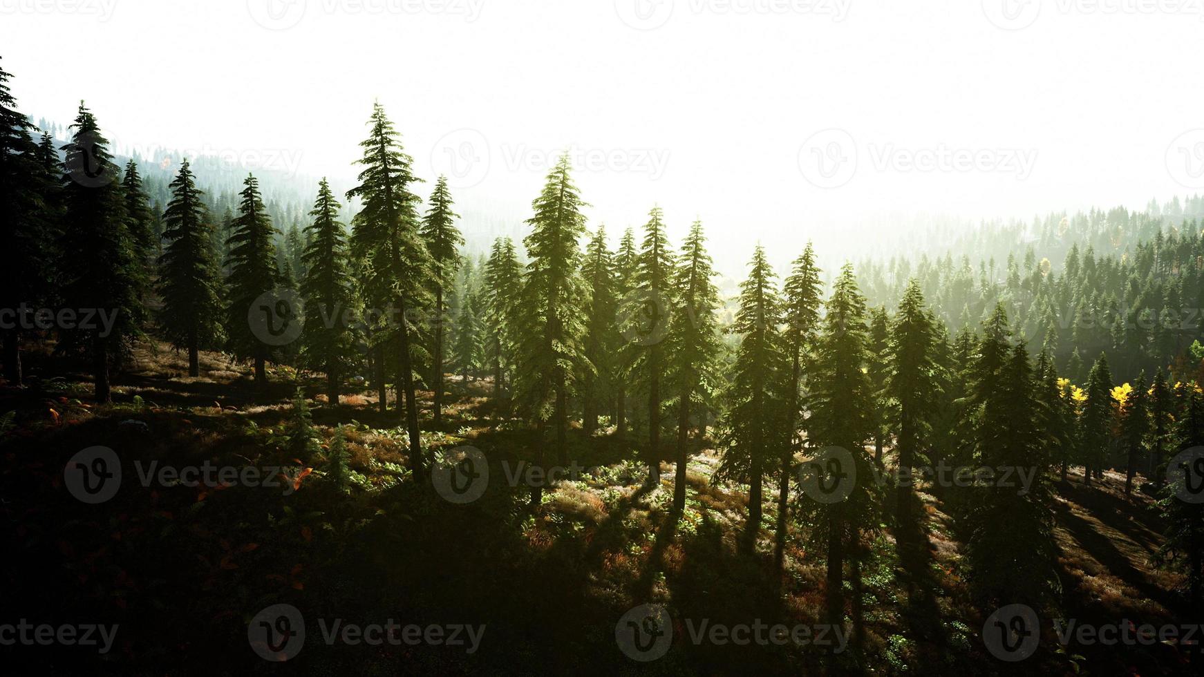 paisaje de bosque de montaña brumoso en la mañana foto