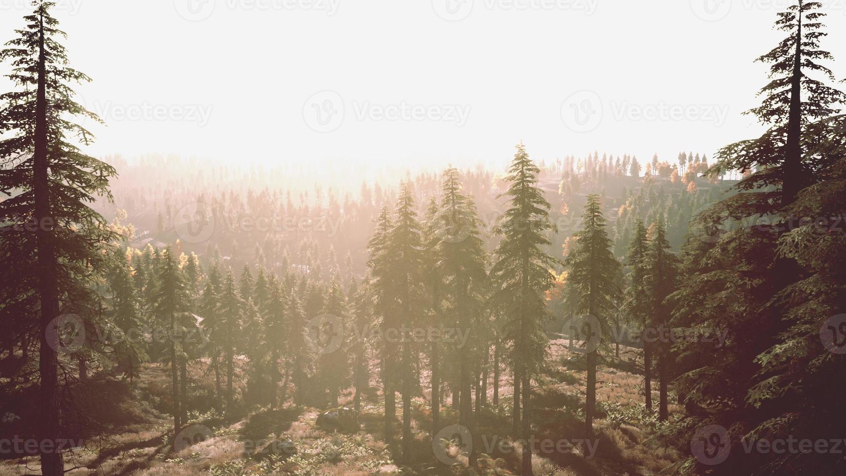 Misty mountain forest landscape in the morning photo