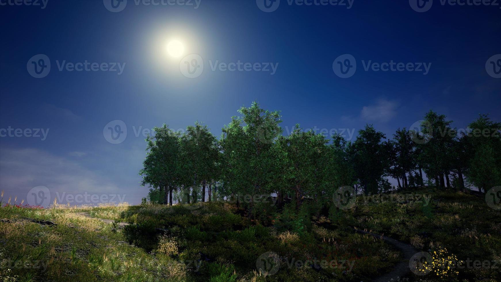 Tree Forrest in the Mountains photo