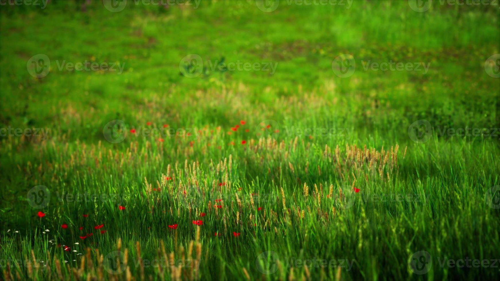 Green Grass Landscape with Hills and Blue Sky photo