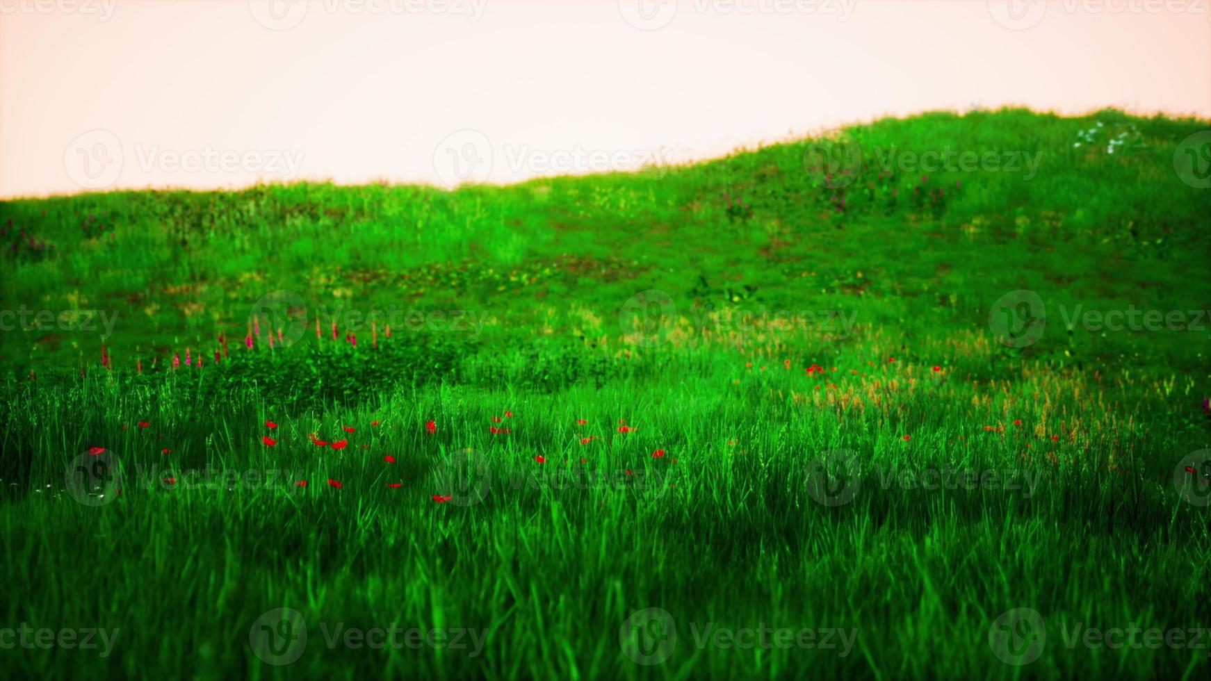 paisaje toscano con hermosas colinas verdes primavera foto