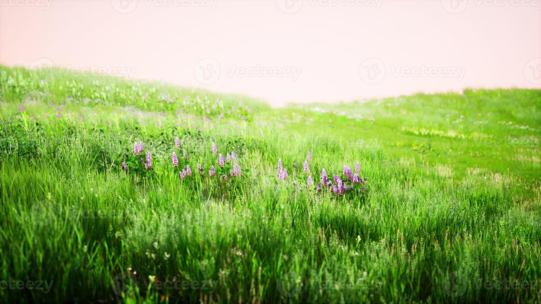 paisaje toscano con hermosas colinas verdes primavera foto