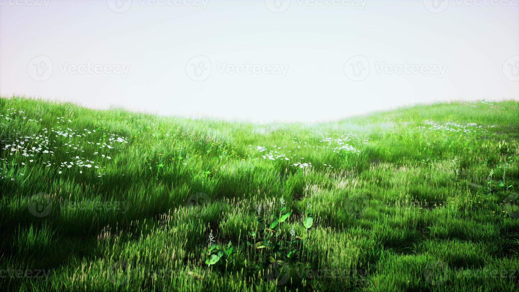 vista del paisaje de hierba verde en pendiente foto