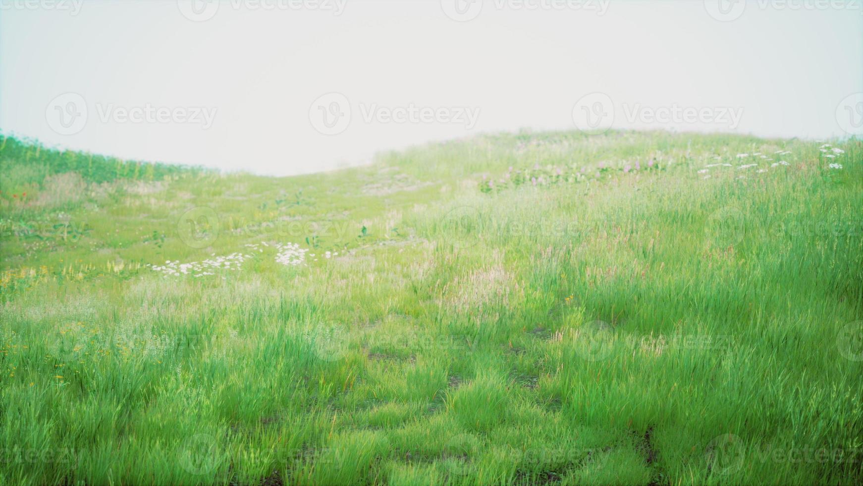 Landscape view of green grass on slope at sunrise photo