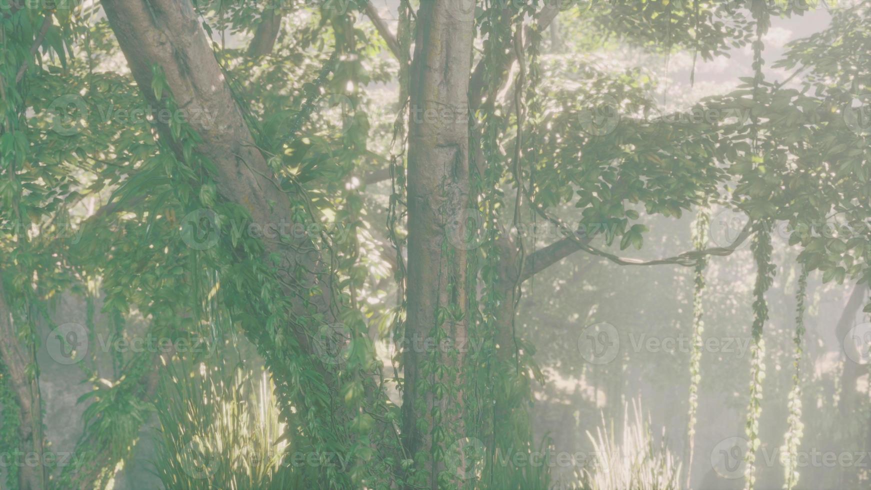 Jungle forest trees in deep fog photo