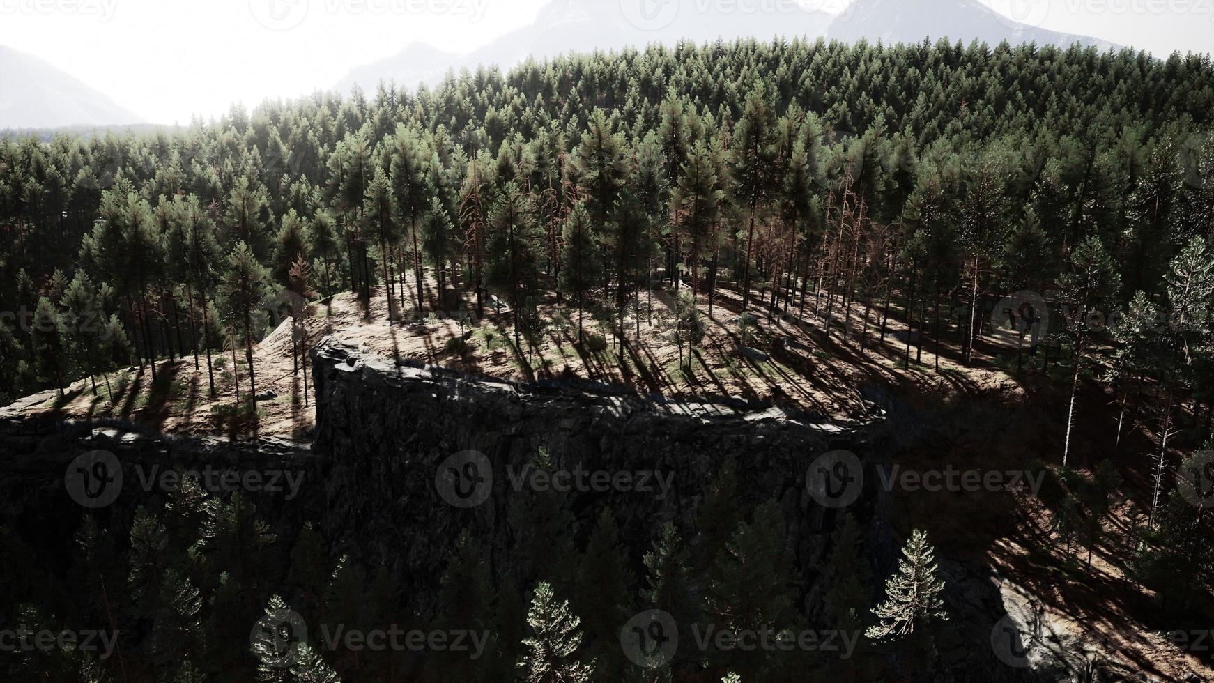 bosque de pinos en las montañas foto