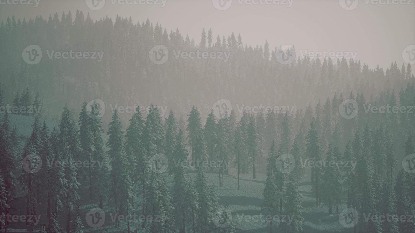 Misty foggy mountain landscape with fir forest photo