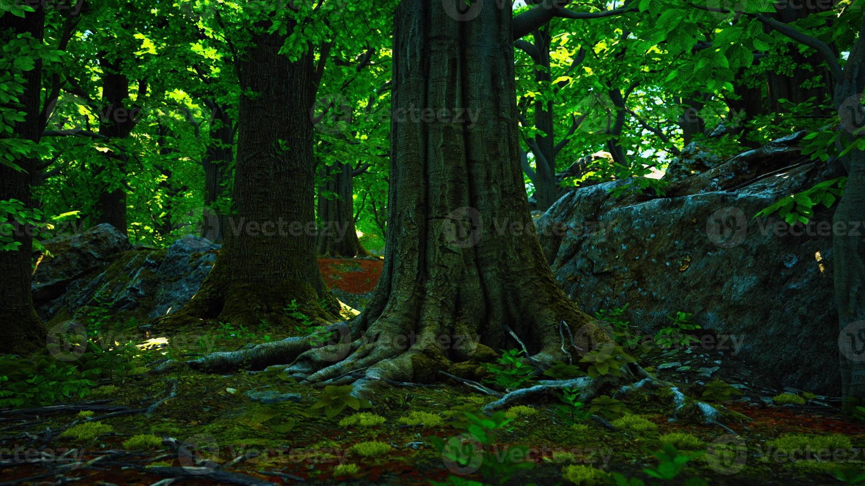 raíces de árboles grandes y largas con musgo foto