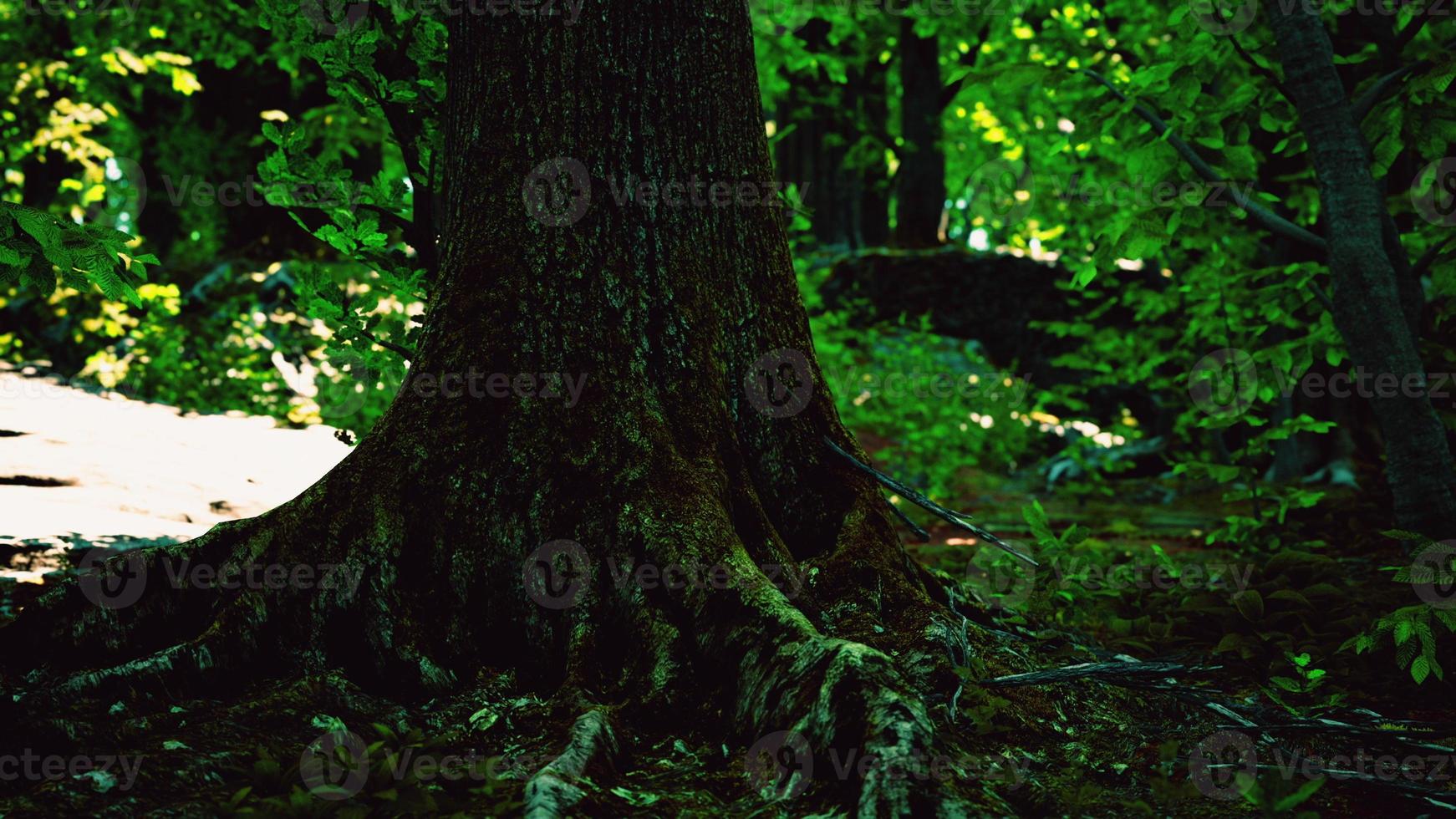 Large and long tree roots with moss photo